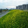 淀川の春