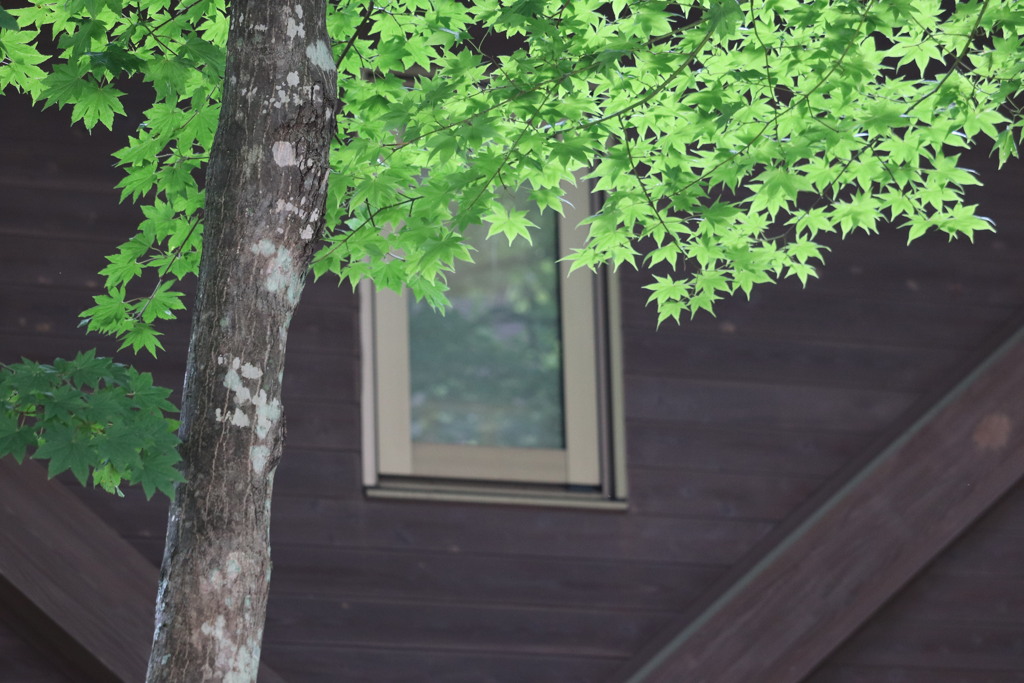 Window