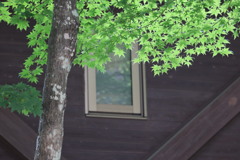 Window