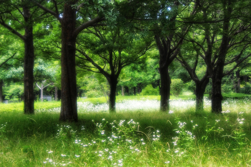 木陰を求めて