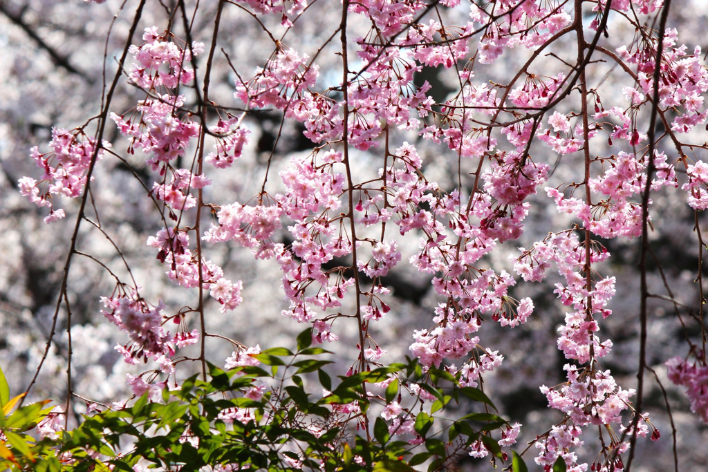 枝垂れ桜