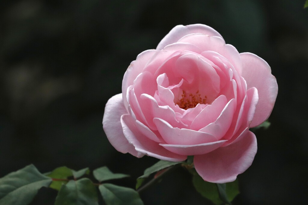 薔薇