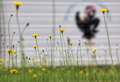 野の花とウッドペッカー