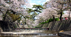 夙川の桜