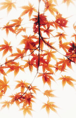 秋を彩る(レタッチ)