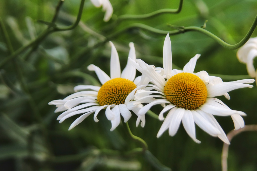 公園の花