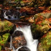 渓流の秋