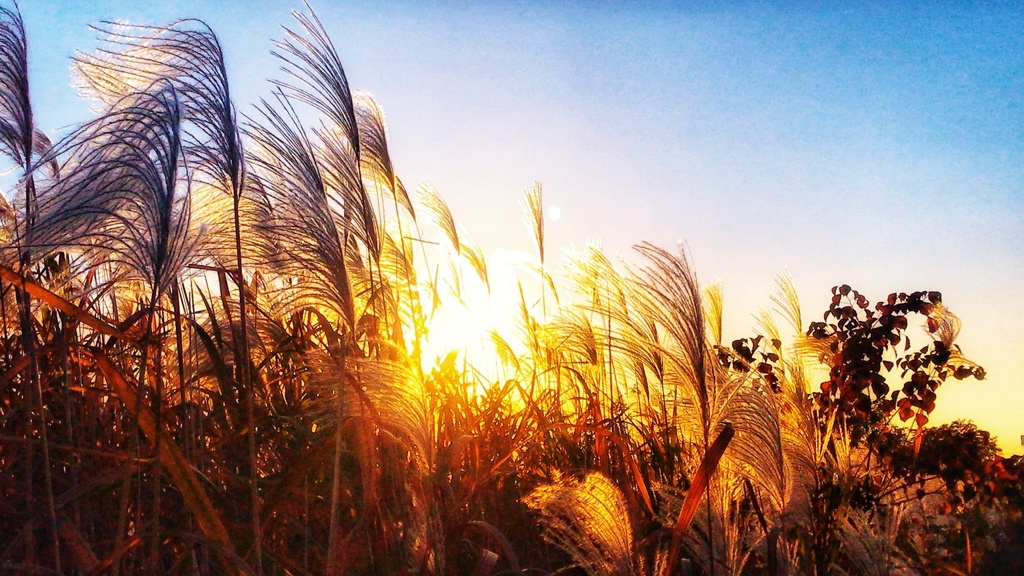 河川敷のススキ