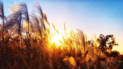 河川敷のススキ