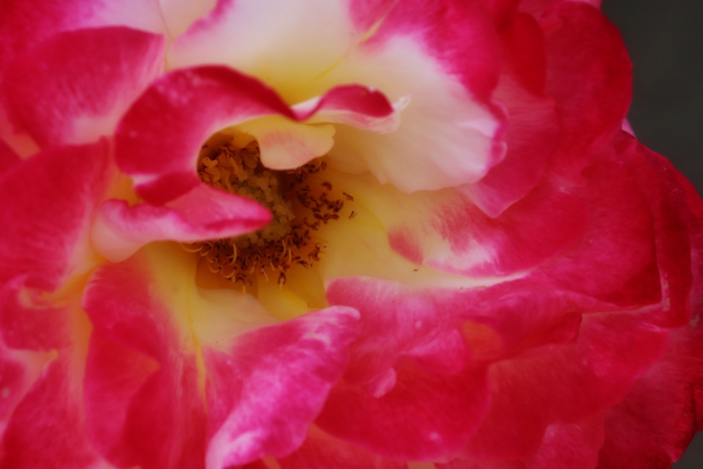 中之島バラ園にて