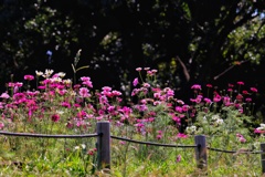 公園のコスモス畑