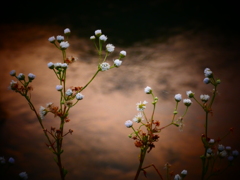 夕暮れの花（１）