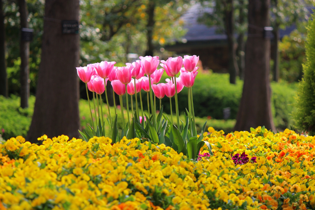 公園の花