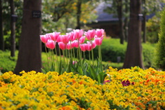 公園の花