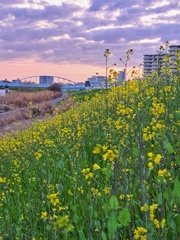 菜の花見頃となる