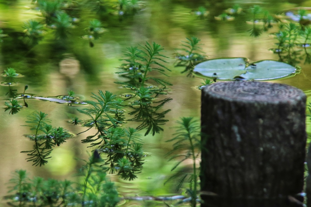水草