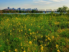 河川敷の花