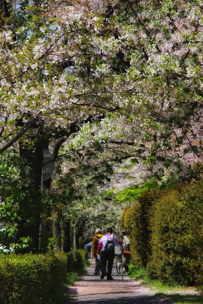 桜下のひと時