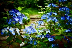 神戸森林植物園にて