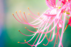 美蕊