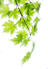 爽やかグリーン