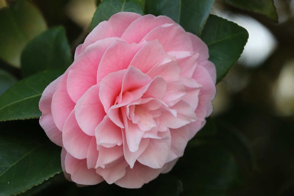 山茶花？
