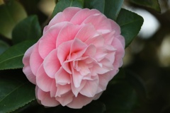 山茶花？