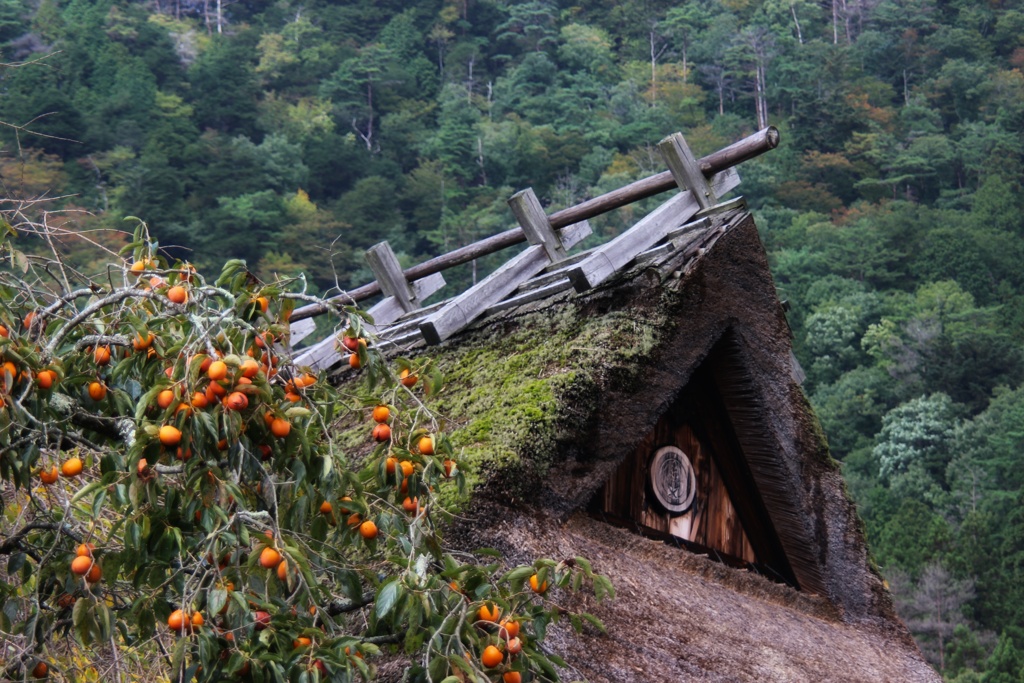 里山の秋