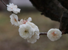 白梅