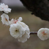 白梅