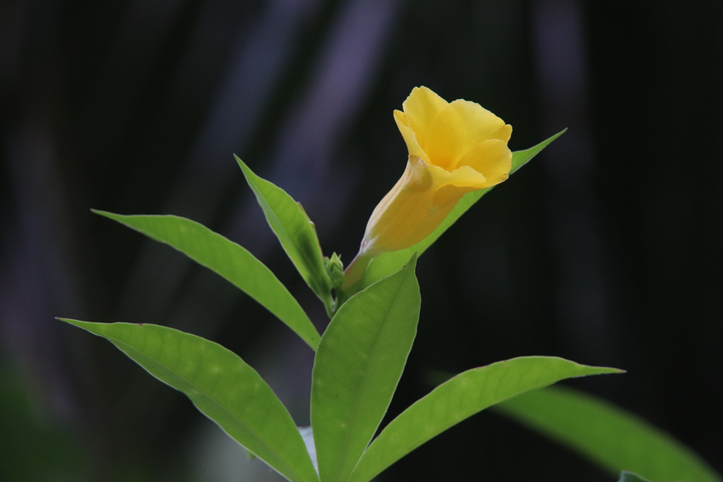 アリアケカズラ？