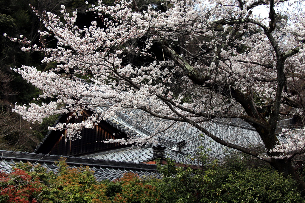 観音寺の桜