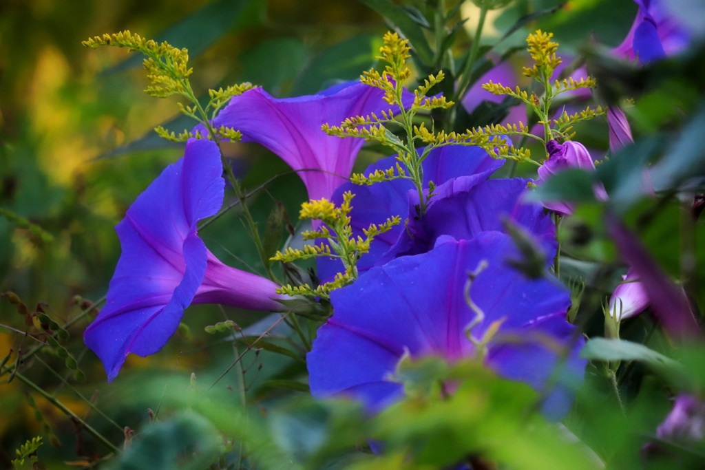 河川敷の花