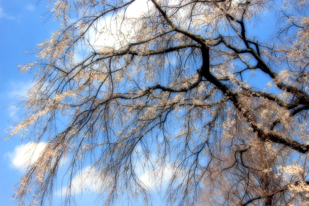 枝垂桜