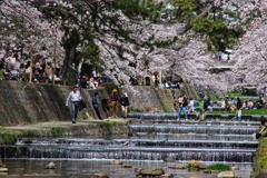 夙川の春（２）