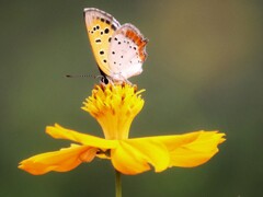 蝶と花