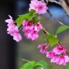 八重の桜