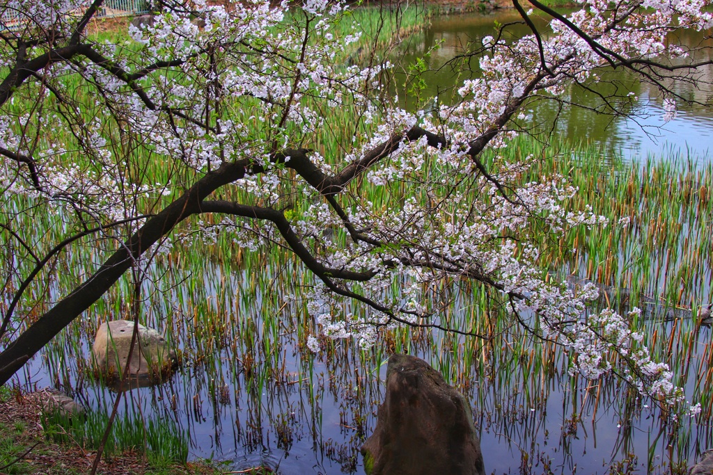 公園の桜