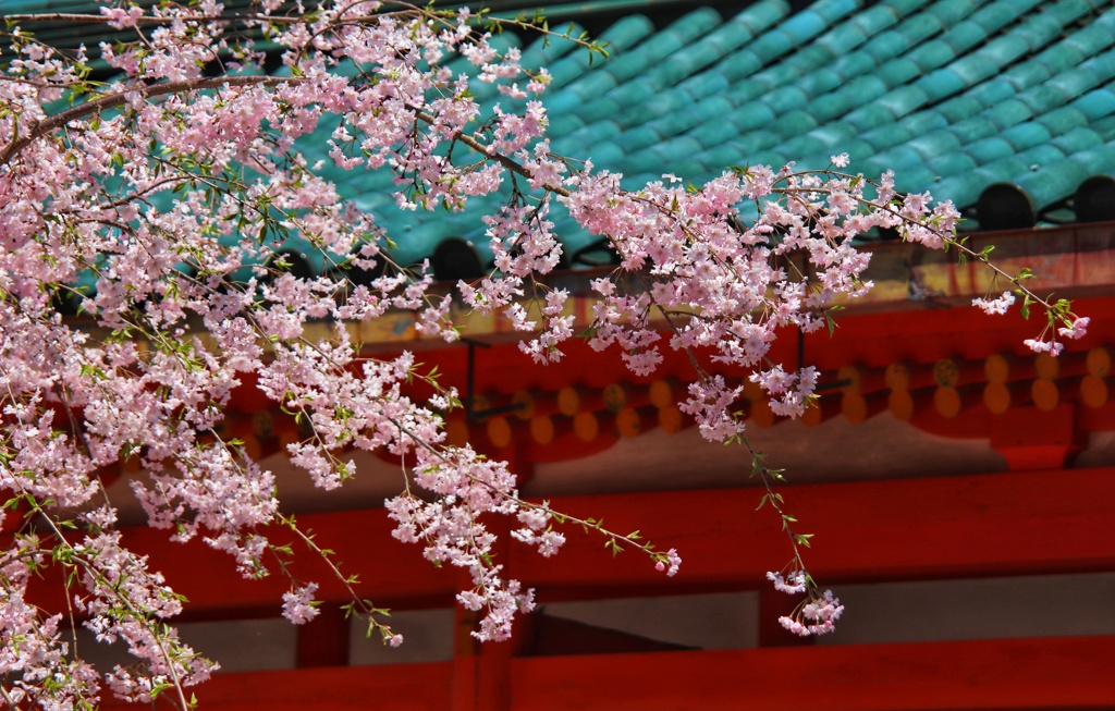 平安神宮の桜
