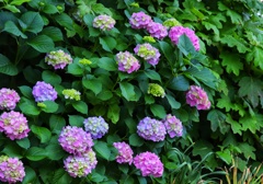 紫陽花の季節