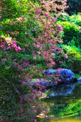 公園のハギ