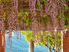 公園のフジ