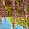 公園のフジ