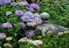 紫陽花と石灯籠