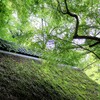 秋を待つモミジ
