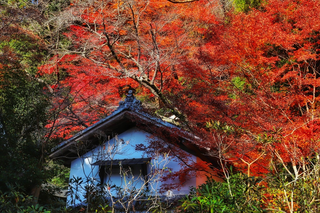 室生寺の秋