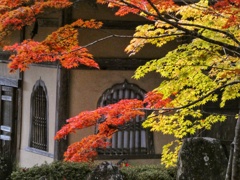 永源寺　モミジ