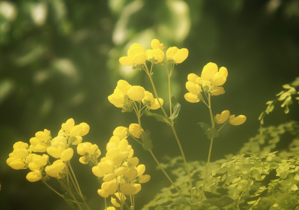 温室の花