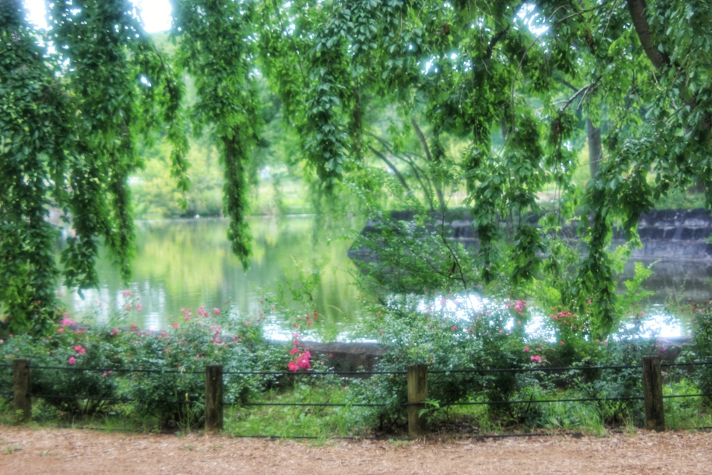緑溢れる公園