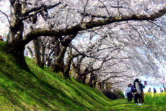 藤原宮跡（２）